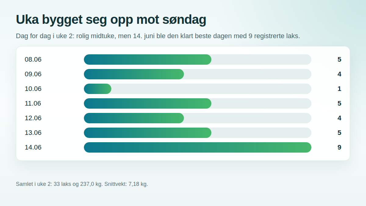 Graf som viser dag for dag fordeling av laks i Orkla fra 8 til 14 juni 2026